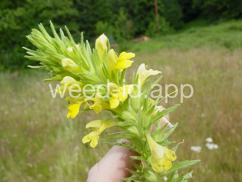 parentucellia, yellow